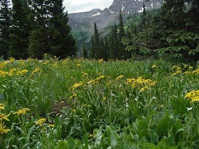 This is a picture of wildflowers at Yankee Boy Basin, CO.