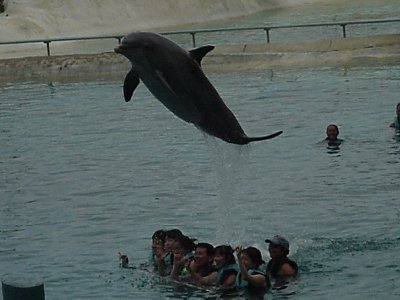 This is a picture of a jumping dolphin.
